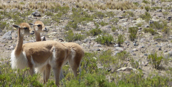 LA VICUÑA: Storia del tessuto più famoso