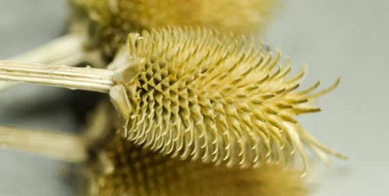 Il fiore di cardo e la tecnica antica della garzatura