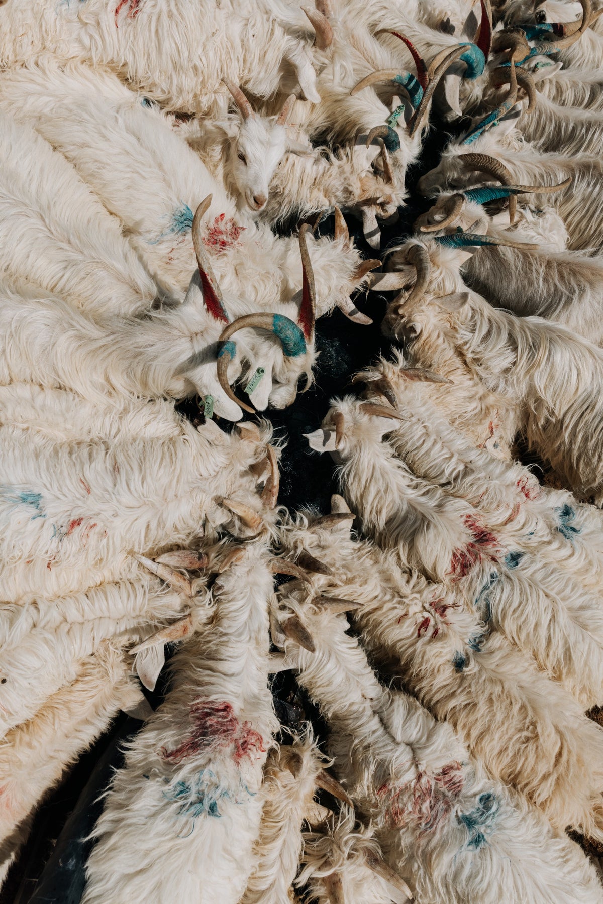 Immagine di cashmere