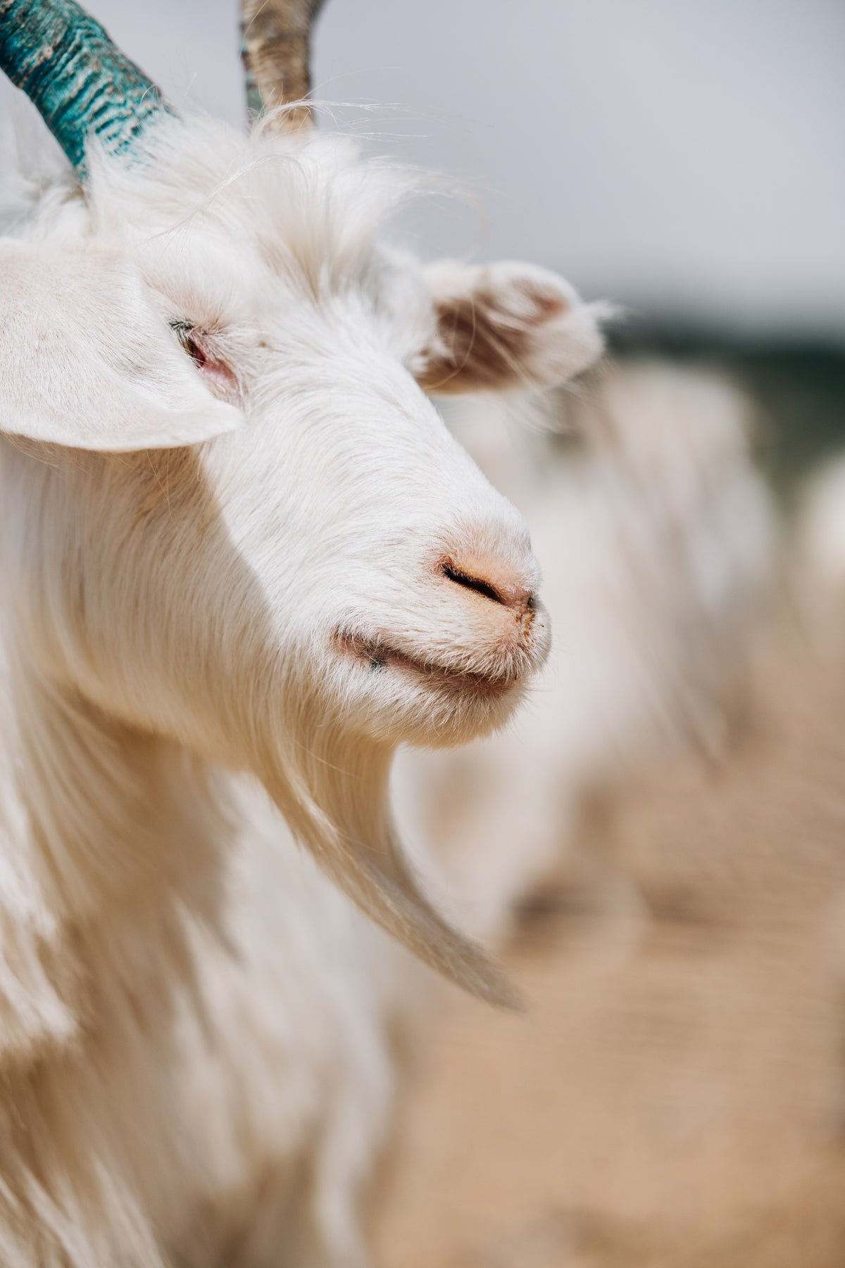 Immagine di cashmere