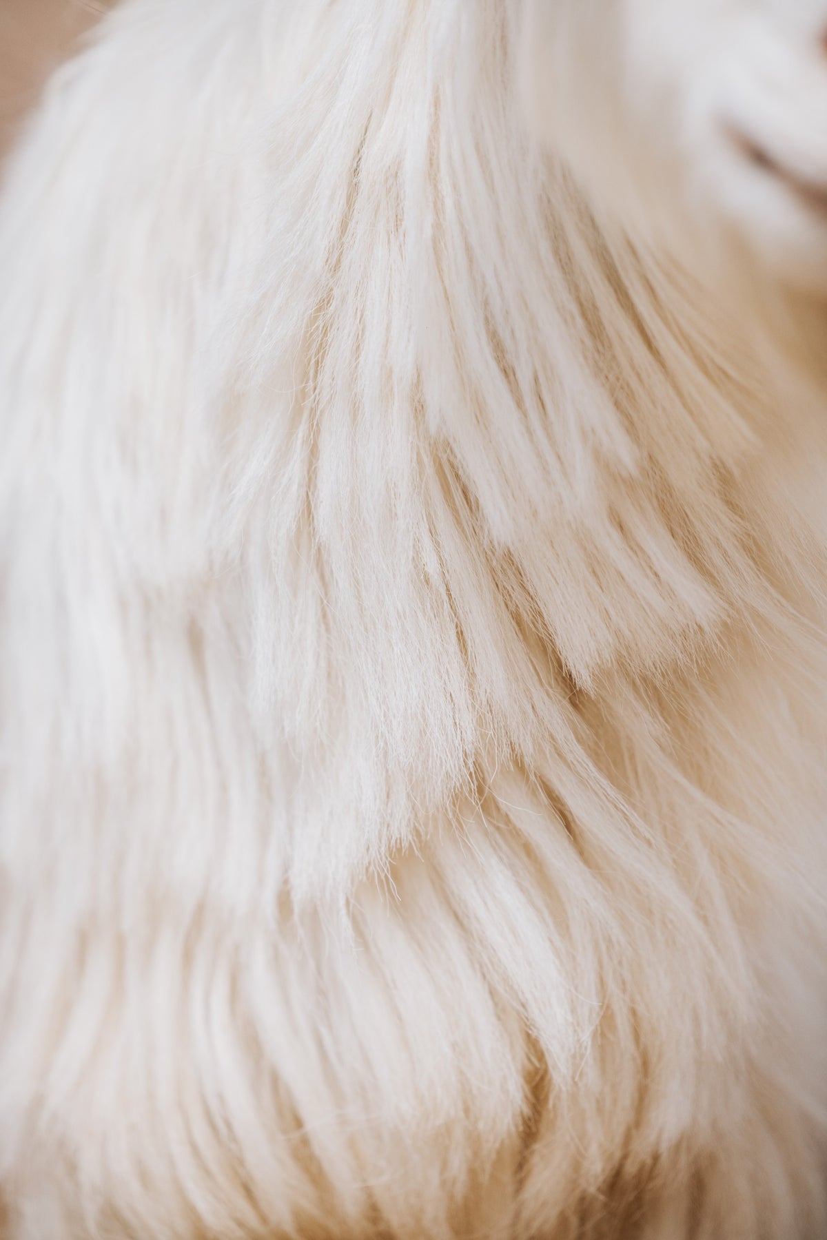 Immagine di cashmere