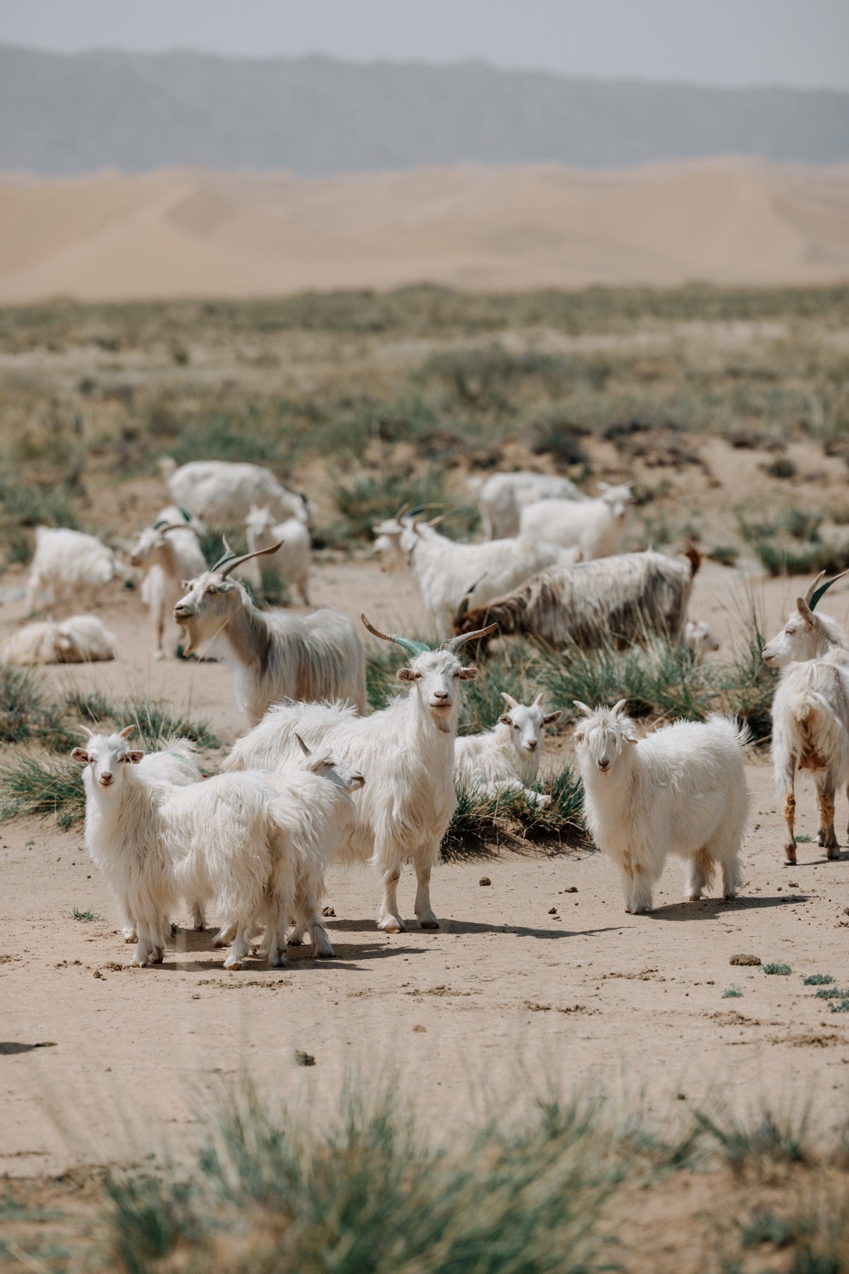 Immagine di cashmere