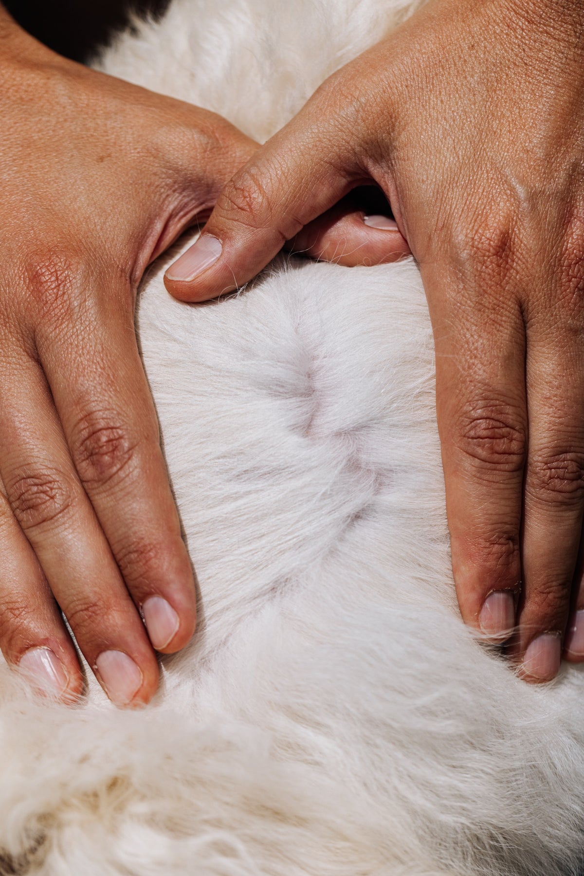 Immagine di cashmere